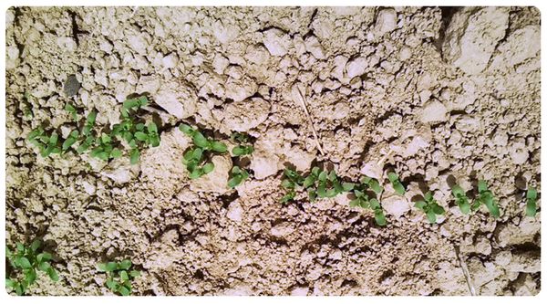 新财政年度内将向中国和印度出口亚麻子近4000吨