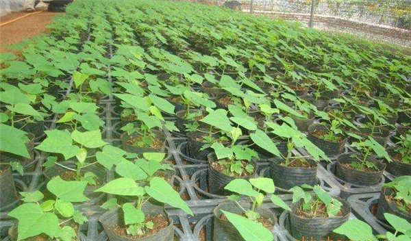 横县：木瓜苗市场走俏 出口缅甸