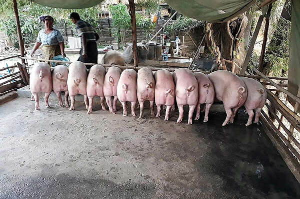 缅甸还不能满足中国对生猪的需求