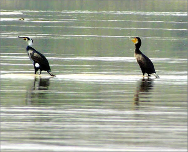 伊洛瓦底江畔鸬鹚鸟越来越少了