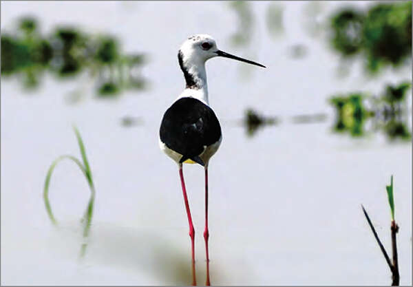 莫允基湖内又见新品种候鸟