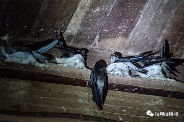 食用燕窝发展蓬勃 采摘许可证拍卖价高达19亿缅币！