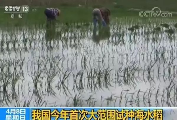大新闻！袁隆平改良的海水稻将首次大范围试种，亿亩能多养活8000万人