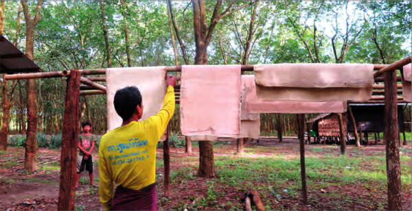 目前缅甸橡胶树种植情况