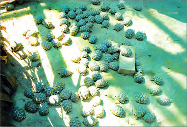 缅甸中部地区一星龟饲养园吸引国内外游客来访