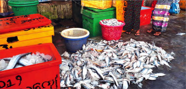 缅甸鱼虾争取两年内出口创汇30亿美元