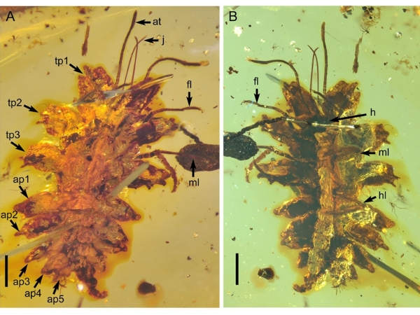 植保学院刘星月教授从缅甸琥珀中揭示一亿年前昆虫拟态行为