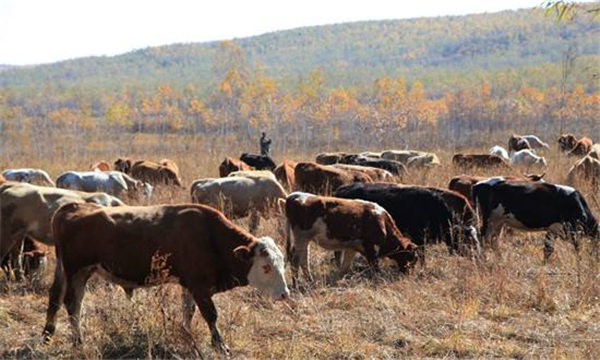 缅甸已出口活牛3.6万头