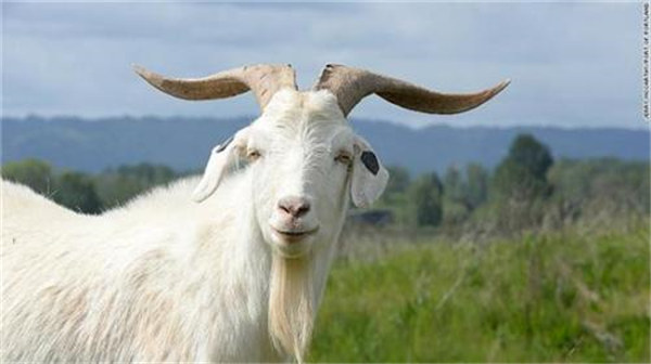 缅甸山羊出口价格上涨近50%