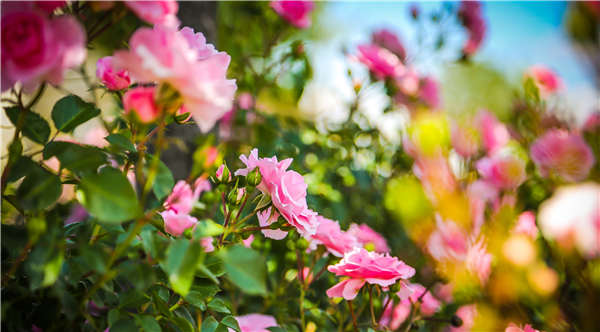 西乡千株“月季树”首次出口缅甸