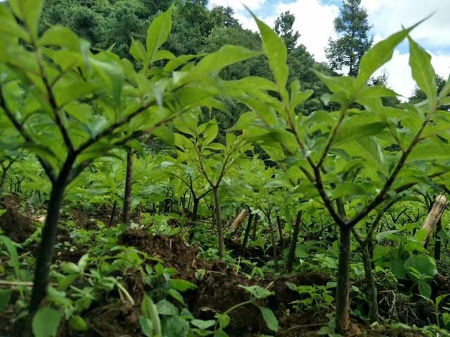 扩大种植魔芋使其种芋价钱大涨