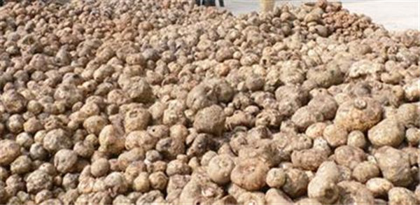 缅甸魔芋经济化种植致魔芋种子畅销