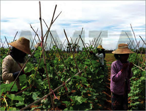 绿豆出口增多国内存货所剩无几