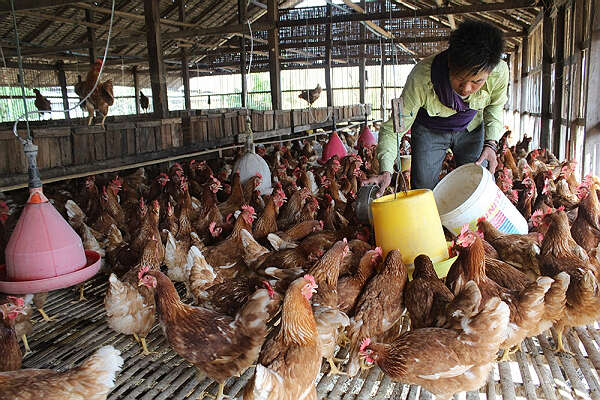 实皆省内畜牧业生产情况