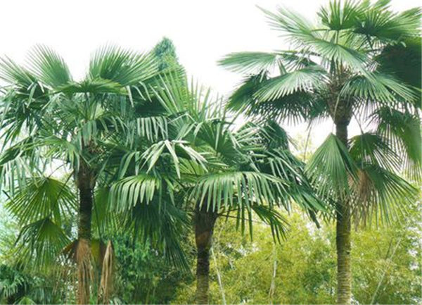 缅甸中部干旱地区棕榈叶价钱上扬