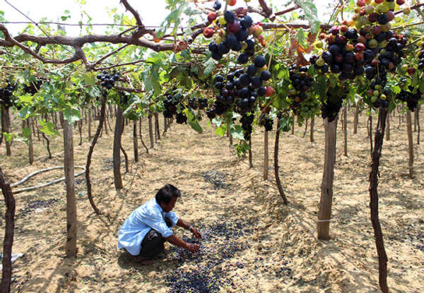 缅甸的葡萄种植业