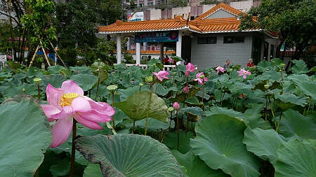 荷塘夏日（杨灿云）