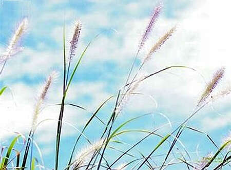 风！你听我说（钟纯芳）