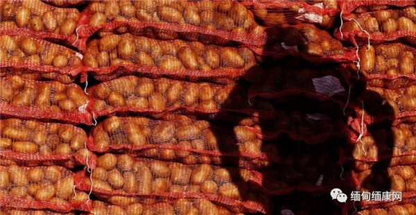 掸邦当局将控制 从中国非法进口的土豆