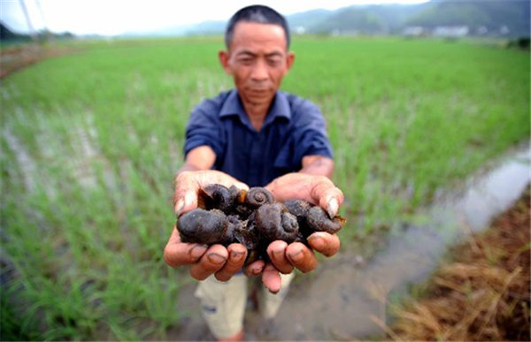 勃固省部分镇区稻田遭福寿螺侵害