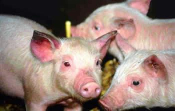 缅甸果领与温多地区的350多头猪因猪蓝耳病死亡