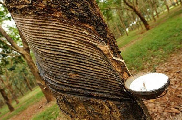 丹老市的橡胶加工厂将于7月份内运作