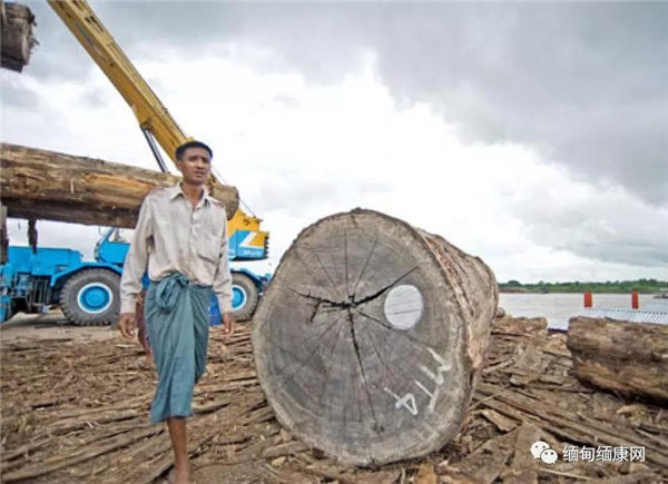 政府允许出口私人种植的原木