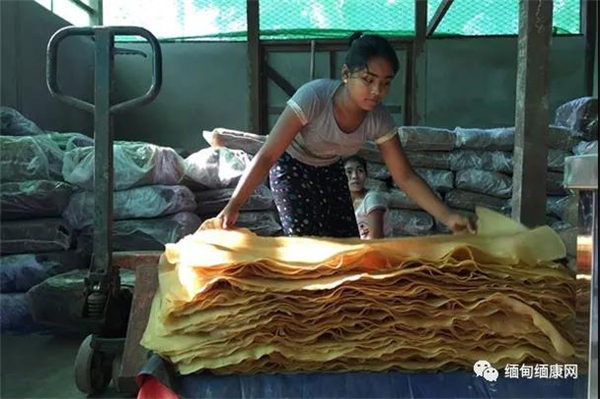 缅甸橡胶质量各异 须建工厂集体处理改善质量