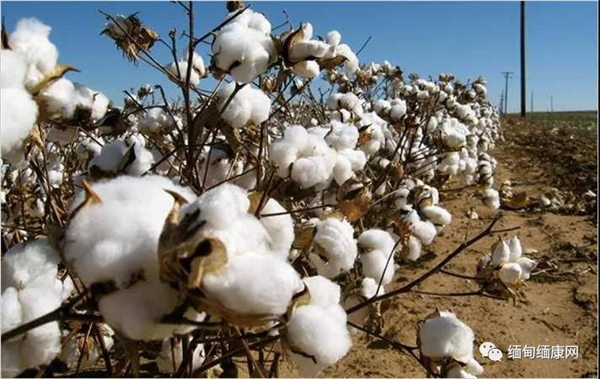 中国对缅甸棉花的需求可能因与美国的贸易战而激增
