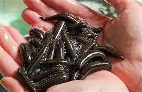 缅甸水蛭价格下跌