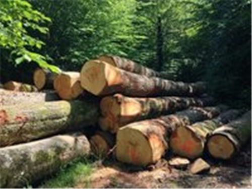 缅甸计划降低原木进口关税