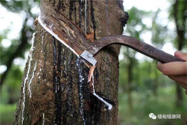 橡胶出口增加 产量仍不理想