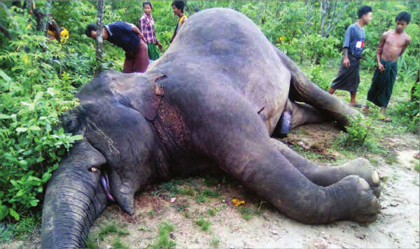 缅甸1天之内连续发生两头野象死亡事件