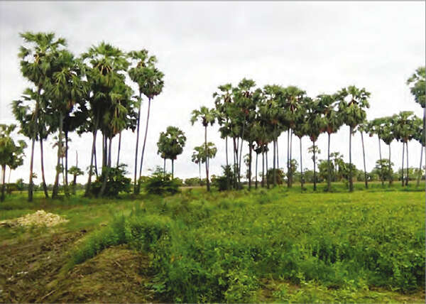 马奎省一县区内棕榈树甚少遭到砍伐