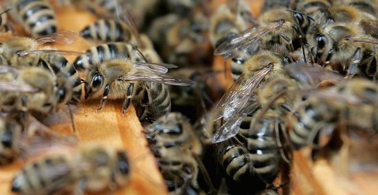 喜见缅甸蜂蜜出口中国德国