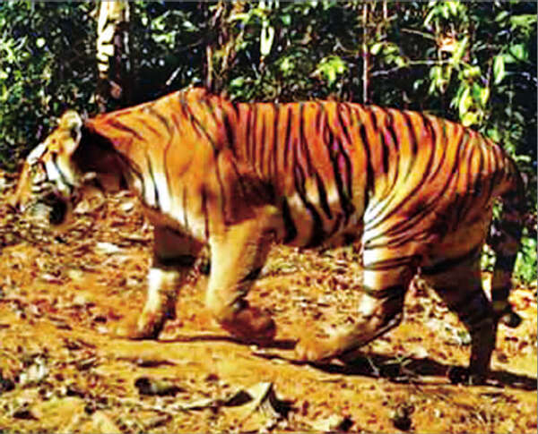 缅甸虎保护工作有望成功