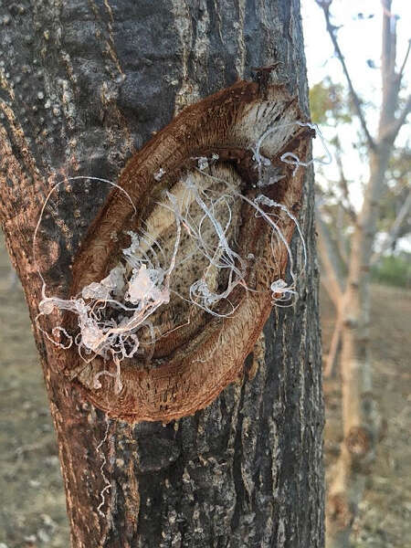 缅甸白麻树胶（雪燕）价钱遭腰斩产量也下滑