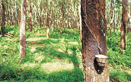 中国遭遇贸易困难但缅甸橡胶原料贸易正常