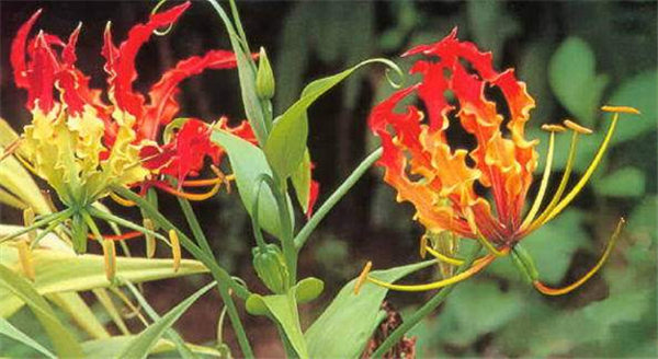 缅甸野生嘉兰花干将作为新品尝试出口泰国