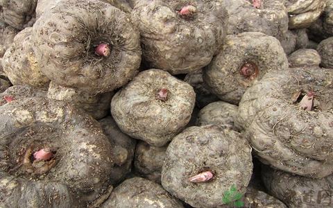 为向中国出口魔芋缅甸经贸部正与有关单位沟通协商