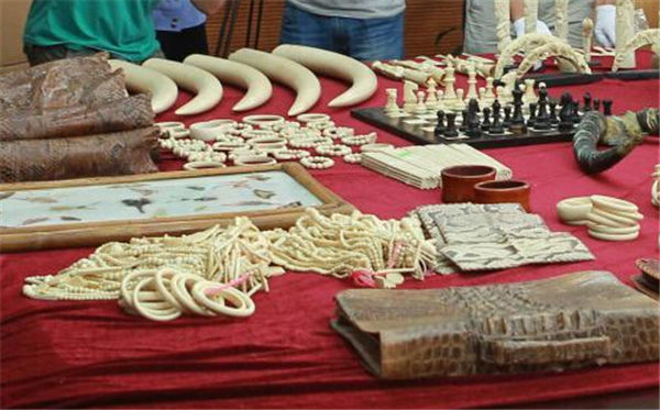 缅甸禁止纪念品商店销售濒危野生动物制品