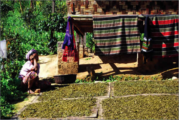 缅甸在目前财政年度四个月内已向国外出口茶叶200吨