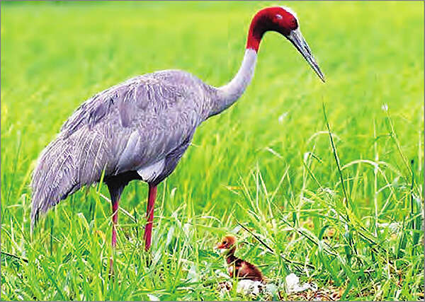 2018年第一只赤颈鹤雏鸟在三角洲地区被发现