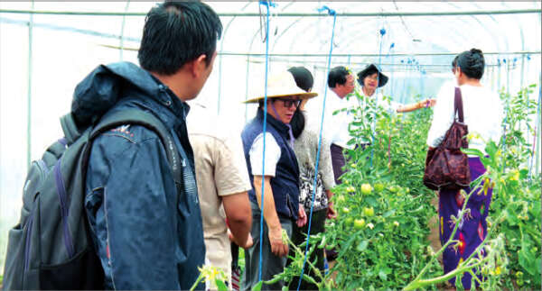 在棚房之下全年都可生产蔬菜了