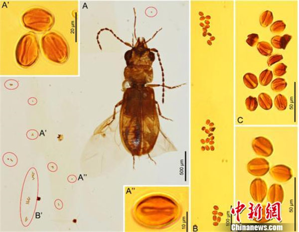 古老缅甸琥珀解密铁树的甲虫传粉模式