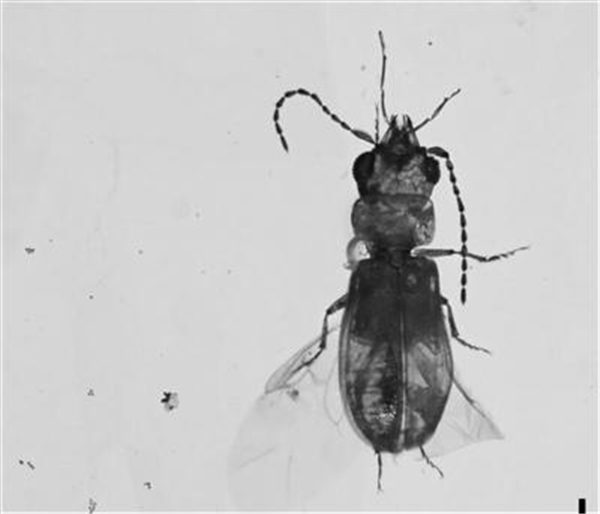 看，1亿年前的甲虫 正在吸食着花粉