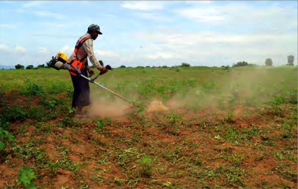 农民们采用除草机清除杂草者日益增多