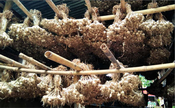 克耶邦蒜头今年虽丰收但无销路农民们都亏本