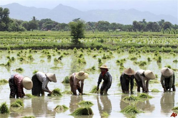 缅甸精米价格上涨