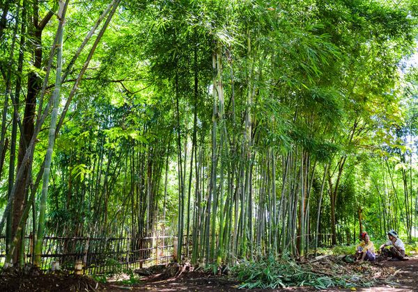 曼德勒省竹农们也在申请建立竹子生产特区